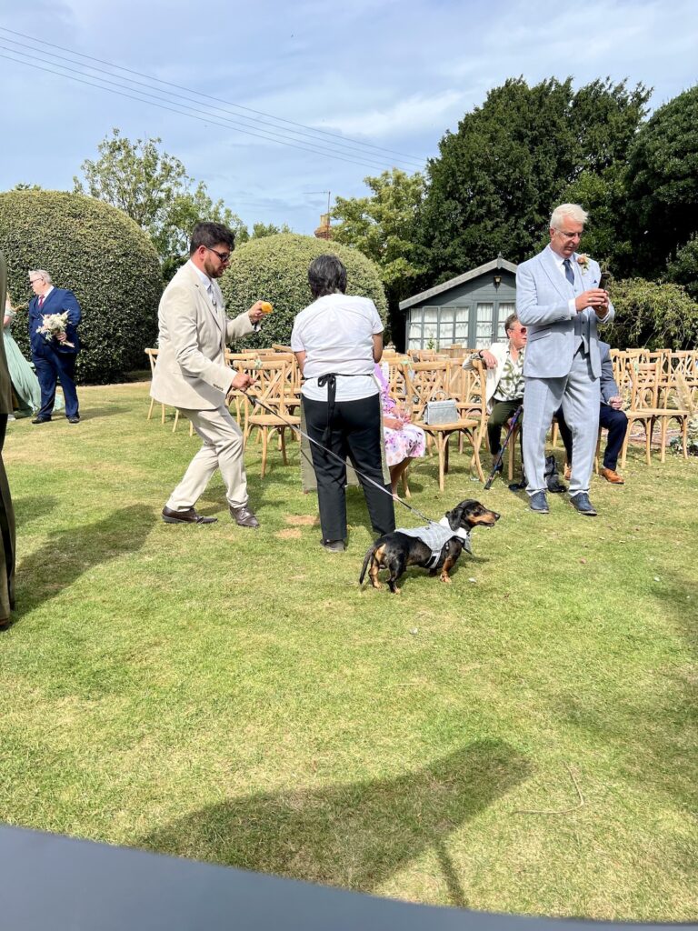 Dachshund Puppy at Wedding in Norfolk