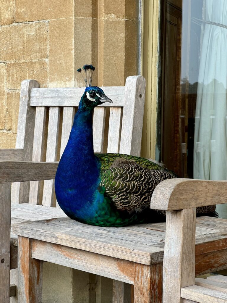 Peacock at Orcharleigh House near Frome in Somerset